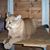 Kenin DeForrest's profile image