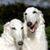 Dawn Renee Muilenburg Bobolz's profile image