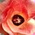 Tabitha Korhummel's profile image
