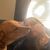 Rossa Madison's profile image