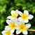 Nancy Callen's profile image