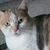 Sigrid Trombley's profile image
