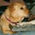 Louis Capello's profile image