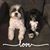 Shannon Barsotti's profile image