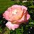 Peggy McBeath's profile image