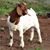 Rick Drever's profile image