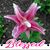 Peggy Magnuson's profile image