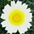 Sonali Banerjee's profile image