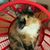 Rebecca Tremaglio's profile image