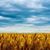 Patti Lundy Fiedler's profile image