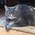 Chastity Shreve's profile image