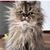 Sue Walter McNichol's profile image