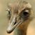 Rhea Gallant's profile image