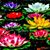 Holly DeRosa's profile image