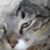 Helena Williams's profile image