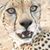 Laura Kaltwasser's profile image