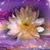 A Milagros Rodriguez Ramirez's profile image