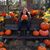 Ashlynn Kree Bailey's profile image