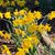 Beverly Ford Rozendaal's profile image