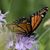 Frieda Mobley Wheeless's profile image
