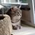 Linda Dorn's profile image