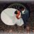Andrian Silva's profile image
