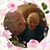 Rose Anna Long's profile image