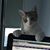 Tony Pino's profile image