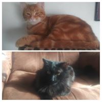 Vickie Britt Crowder's profile image