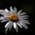 Joanie McCarthy Buote's profile image