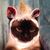 Lisa Woods's profile image