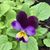 Denise Lawrence's profile image