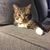 Judith Ironside Mark's profile image