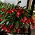 Carol Spence Williams's profile image