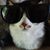 Mathias Kiwanuka Lipscomb's profile image
