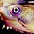David Goldberg's profile image