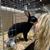 Andrea Battson's profile image