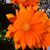 Kathi LaCalamita Twomey's profile image