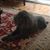 Linda Plummer's profile image