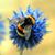 Debbie Auld's profile image