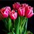 Debbie Brayton's profile image