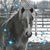 Missy Lue Howard Newton's profile image