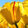 Abdul Ghaffar C.'s profile image