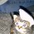 Jennifer Quihuis's profile image