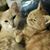 Aileen Steigerwalt's profile image