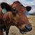 Jeffrey Johnston's profile image