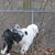 Sharon Repinski's profile image