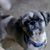 Sheri A. Deal's profile image
