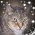Patti Moore Sauvageot White's profile image