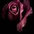 Lisa Sestak's profile image